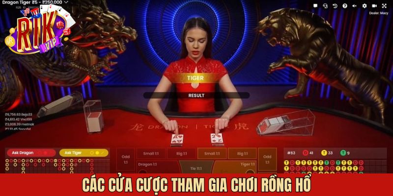 Cửa cược cơ bản khi tham gia Dragon Tiger trực tuyến