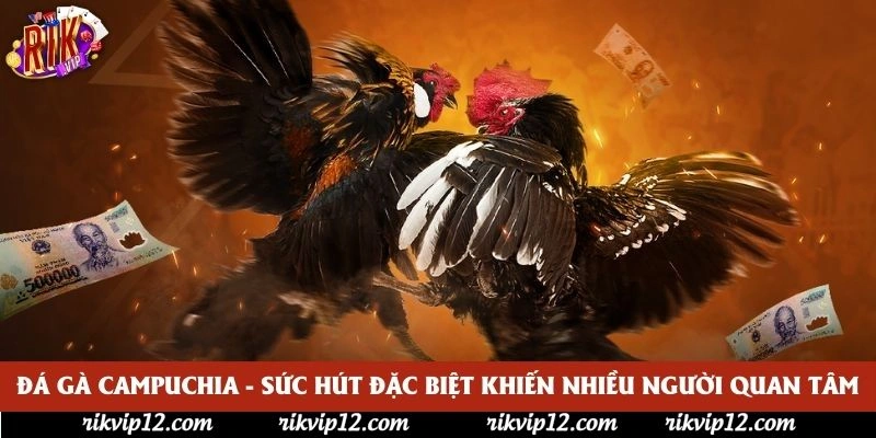 Đá Gà Campuchia - Sức Hút Đặc Biệt Khiến Nhiều Người Quan Tâm