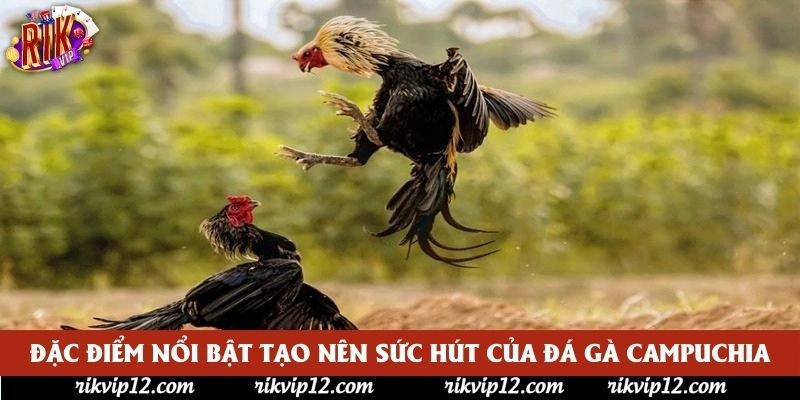 Đặc điểm nổi bật tạo nên sức hút của đá gà Campuchia Đặc điểm nổi bật tạo nên sức hút của đá gà Campuchia