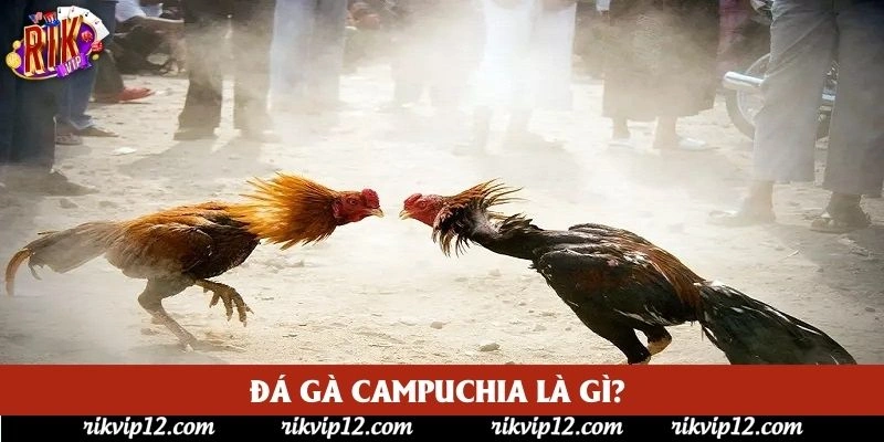 Đá gà Campuchia là gì? Đá gà Campuchia là gì?
