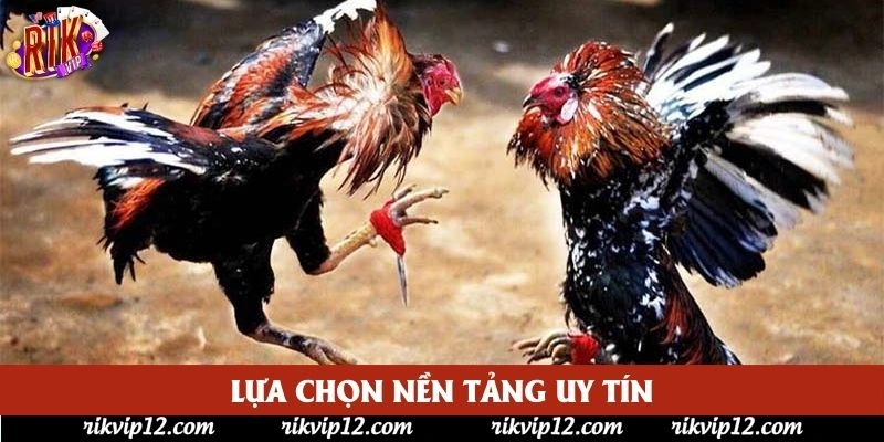 Lựa chọn nền tảng uy tín Lựa chọn nền tảng uy tín