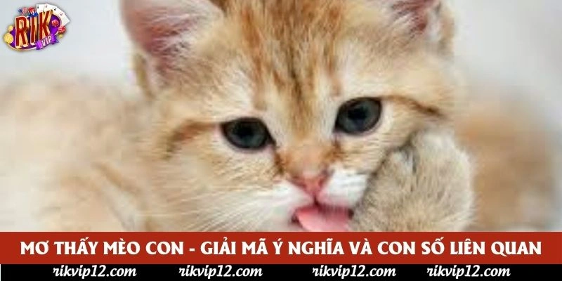 Mơ Thấy Mèo Con - Giải Mã Ý Nghĩa Và Con Số Liên Quan