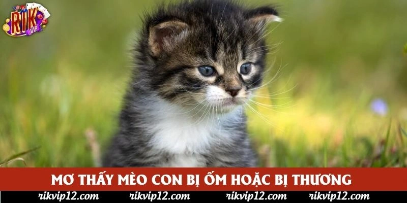 Mơ thấy mèo con bị ốm hoặc bị thương Mơ thấy mèo con bị ốm hoặc bị thương