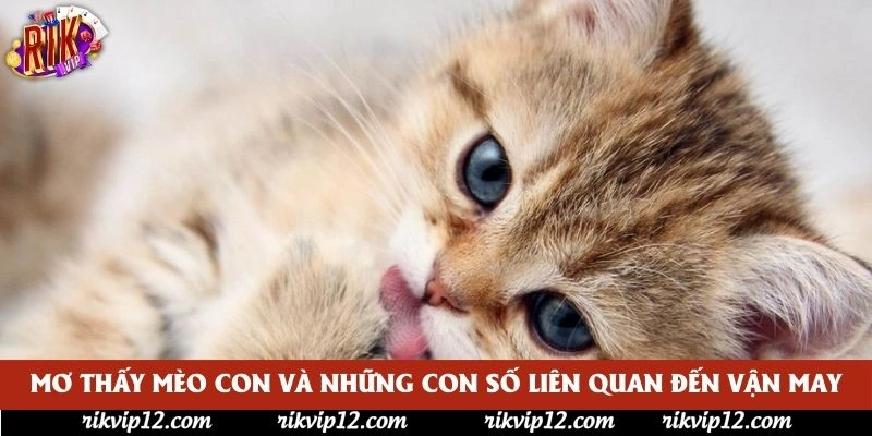 Mơ thấy mèo con và những con số liên quan đến vận may Mơ thấy mèo con và những con số liên quan đến vận may
