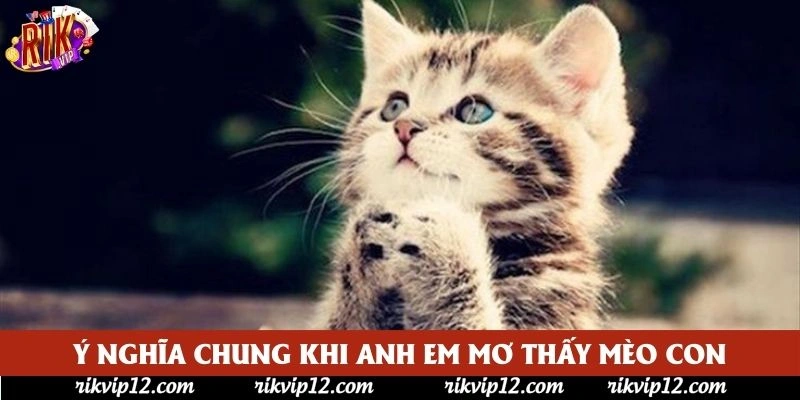Ý nghĩa chung khi anh em mơ thấy mèo con Ý nghĩa chung khi anh em mơ thấy mèo con